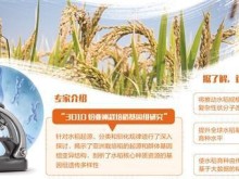 中国科学家水稻基因研究成果发布 设计水稻不是梦