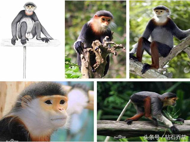 永远无法再见,盘点近代中国灭绝的15种珍稀物种