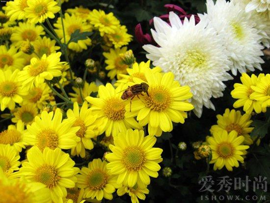 “重阳节”是什么意思?重阳节的习俗有哪些?