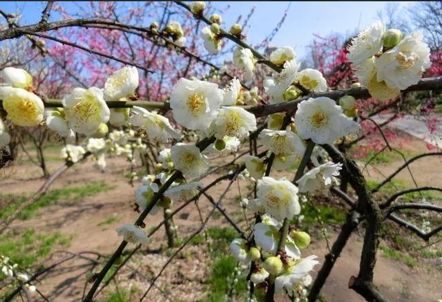 春暖花开！郑州免费赏花地图来啦，先收藏肯定没错！