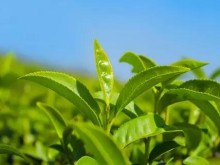 茶叶究竟属于酸性还是碱性？