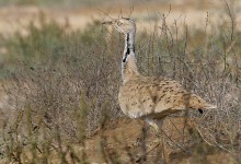 专家呼吁救护波斑鸨