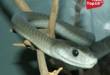 世界上10大最毒的动物排行榜