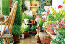 手把手教你玩转水培植物，原来超简单的喔！