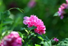 金庸小说植物考：情花、龙女花和断肠草