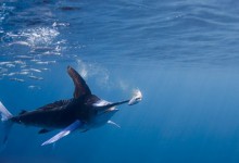 摄影师拍摄黄旗鱼猎食场面