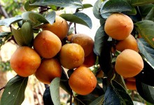 惊！吃了这多年的水果，才知道吃水果有这么多禁忌