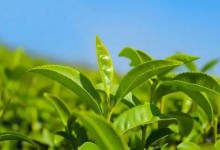 茶叶究竟属于酸性还是碱性？