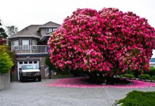 世界上最美的树,令人震撼!