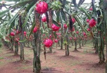 天天吃水果，你知道各种水果的功效吗？