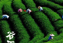 谷雨（二十四节气第六个节气）