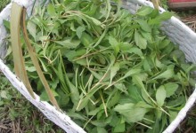 春季养生:春来野菜香 采食当慎重