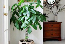 20种常见室内花卉，你都认识吗？