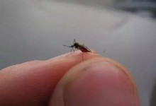 原来蚊子喜欢在你耳边嗡嗡叫的原因是这样