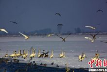 新疆玛纳斯国家湿地公园通过国家验收