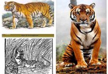 永远无法再见，盘点近代中国灭绝的15种珍稀物种