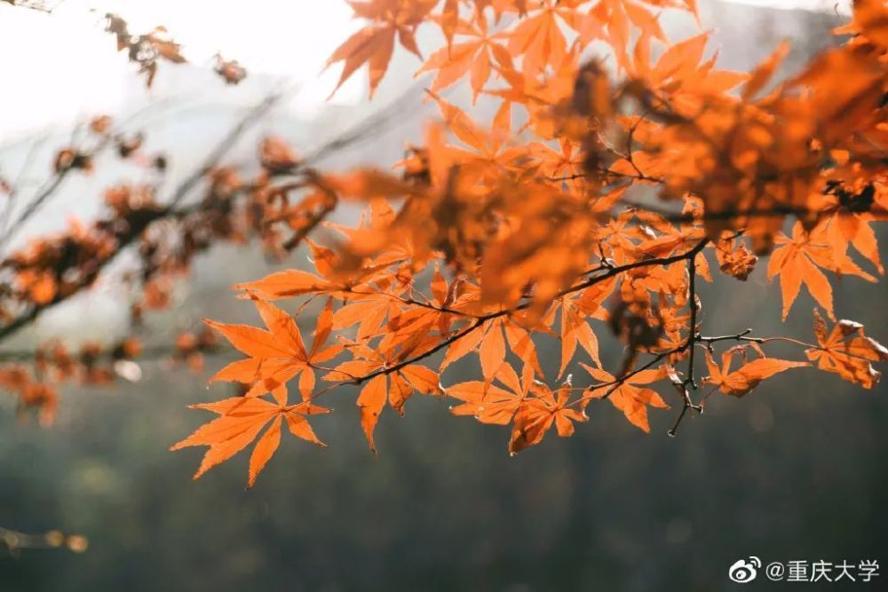 惊艳！高校官宣秋景来了，有你的母校吗？