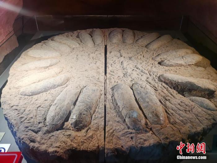 河南自然博物馆挂牌 揭晓首批十大“镇馆之宝”