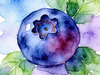 蓝莓科学食用指南