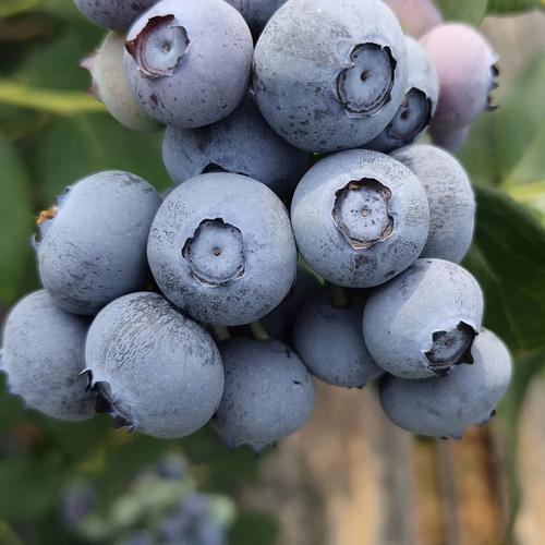 蓝莓品种干货科普｜别只看个头！一口分清脆甜、爆汁、花香款，闭眼买不踩雷