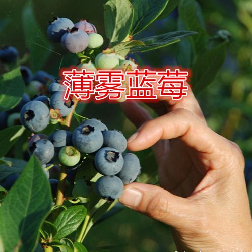 蓝莓品种干货科普｜别只看个头！一口分清脆甜、爆汁、花香款，闭眼买不踩雷