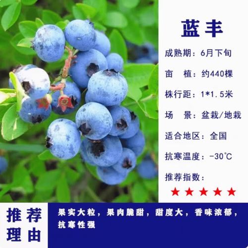 蓝莓品种干货科普｜别只看个头！一口分清脆甜、爆汁、花香款，闭眼买不踩雷